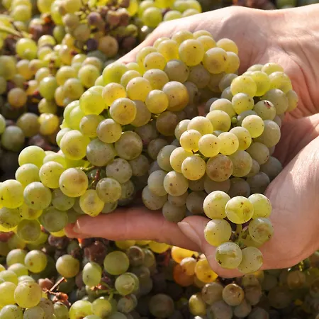 Weinhotel Landsknecht Hotel